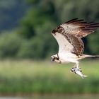 Fischadler..(Osprey)