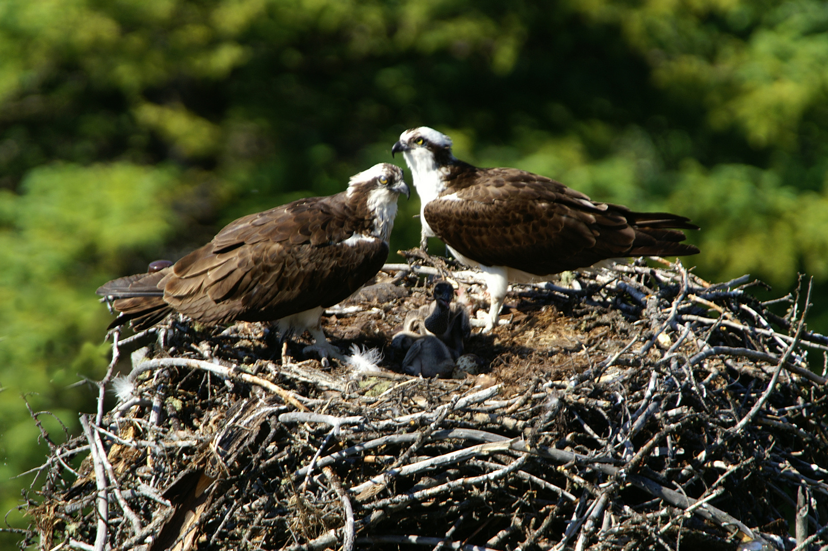 Fischadlerpaar am Horst mit Gelege und Junvögel