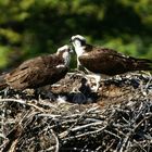 Fischadlerpaar am Horst mit Gelege und Junvögel