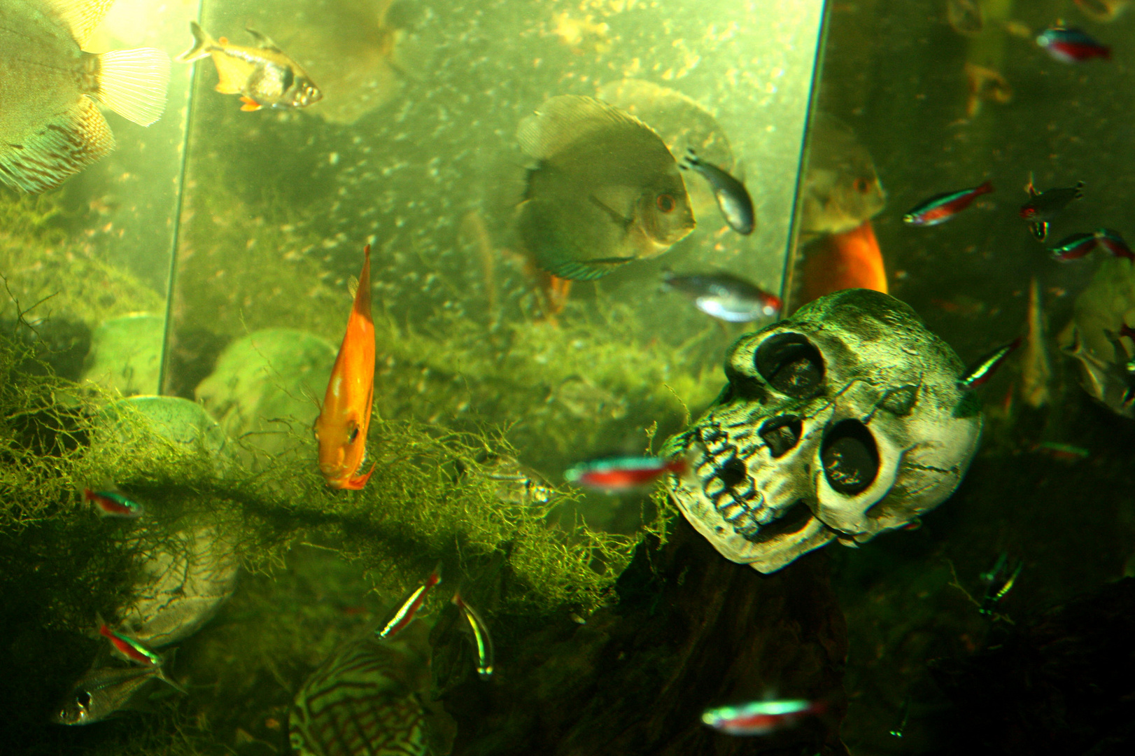 Fischaquarium