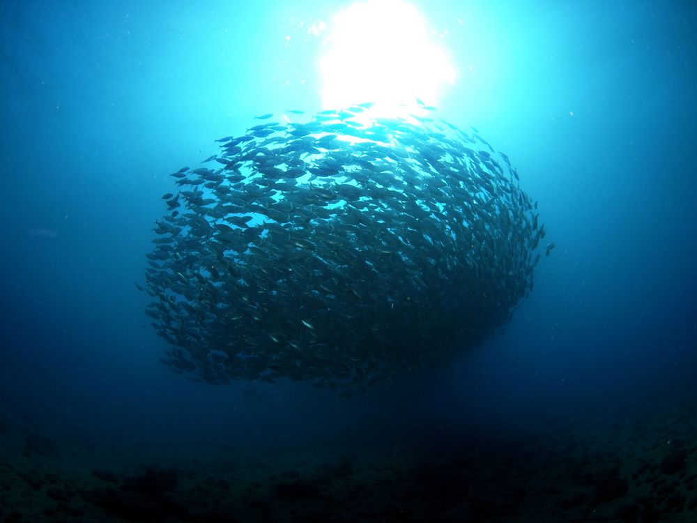 Fischball von Deepdiver007 