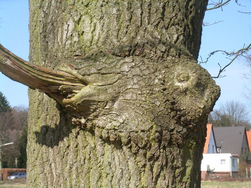 Fischbaum Foto & Bild tiere, wildlife, fische Bilder auf