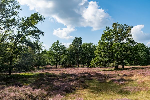 Fischbecker Heide