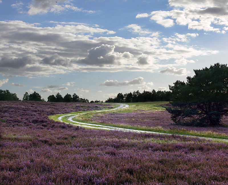 Fischbeker Heide