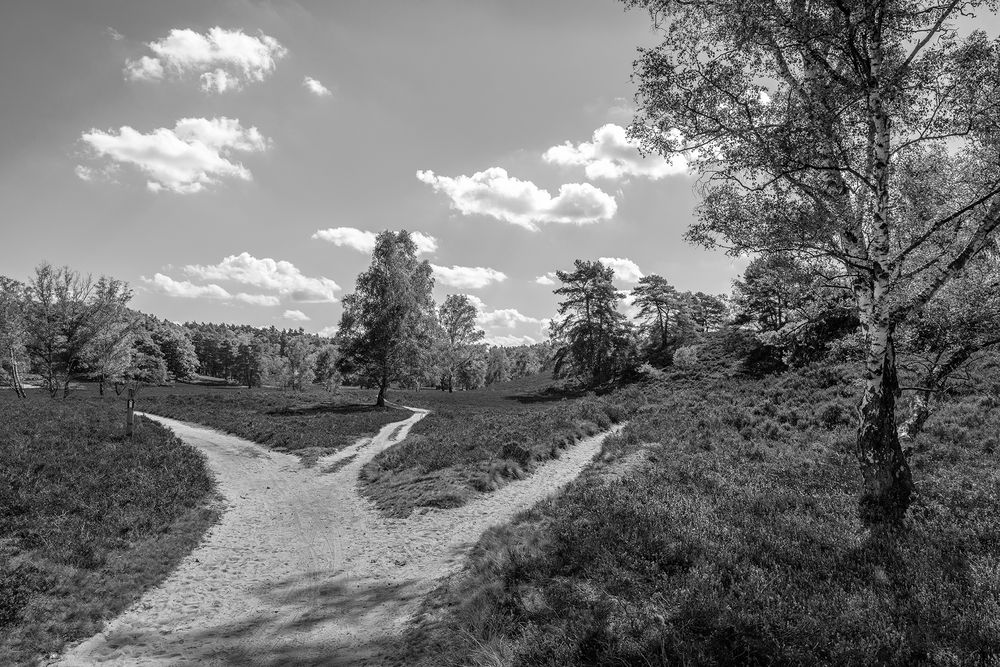 Fischbeker Heide - 3-Wege-Platz