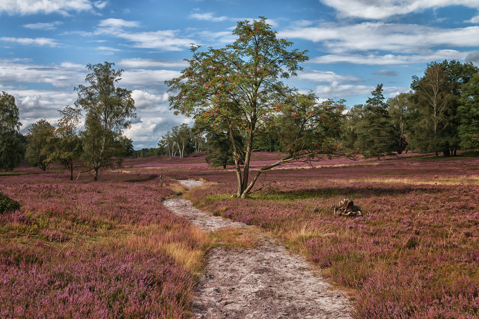 Fischbeker Heide