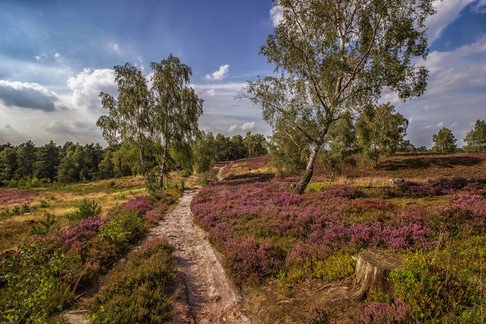 Fischbeker Heide