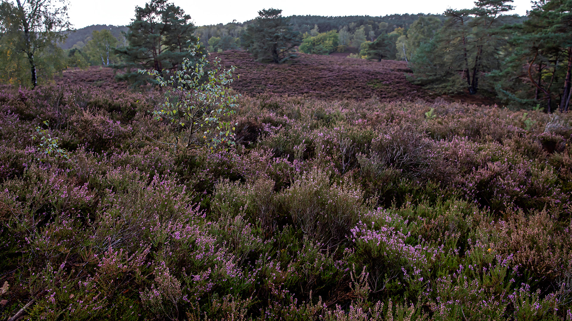 Fischbeker Heide