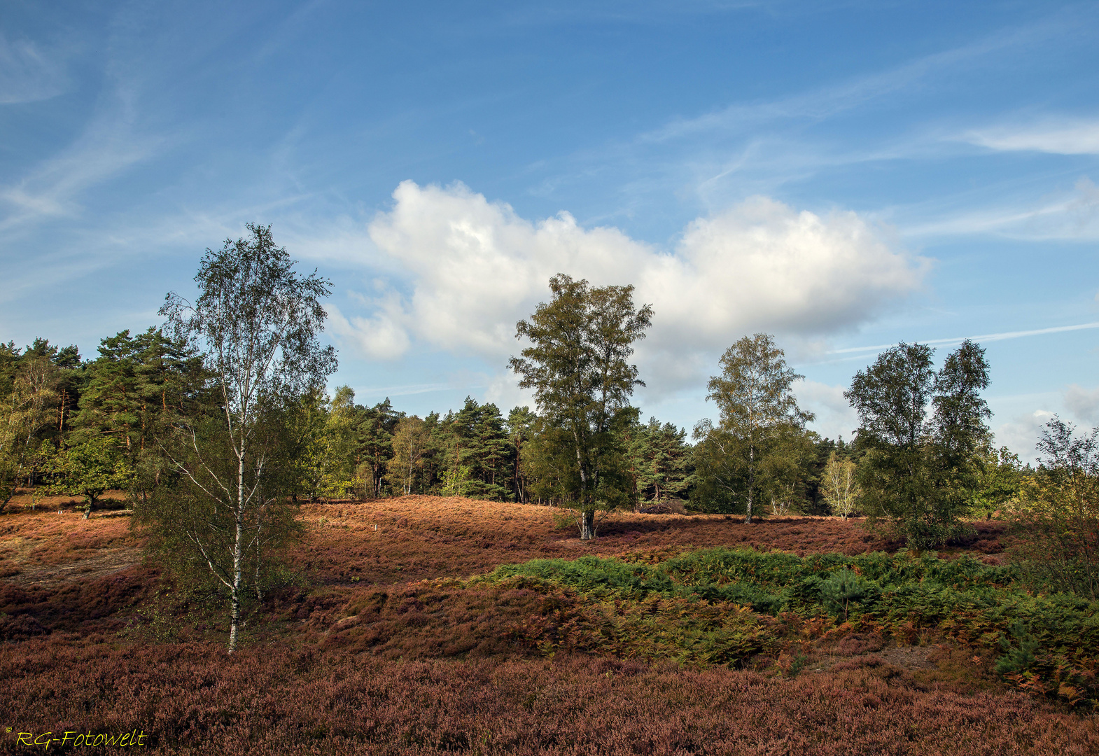 Fischbeker Heide