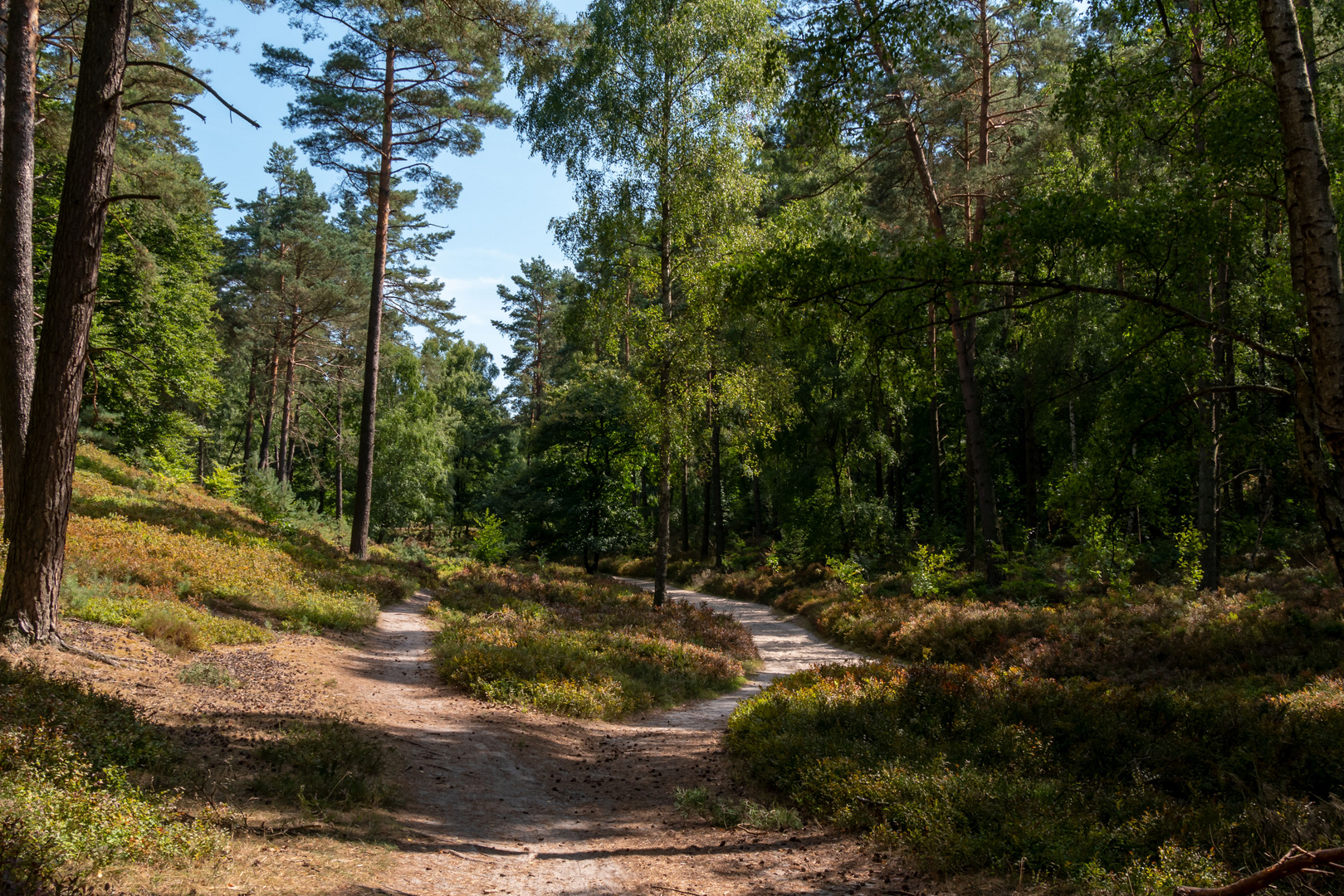 Fischbeker Heide