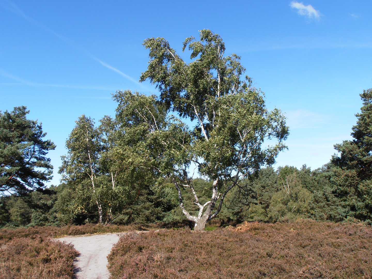 Fischbeker Heide bei Hamburg