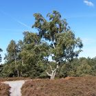 Fischbeker Heide bei Hamburg