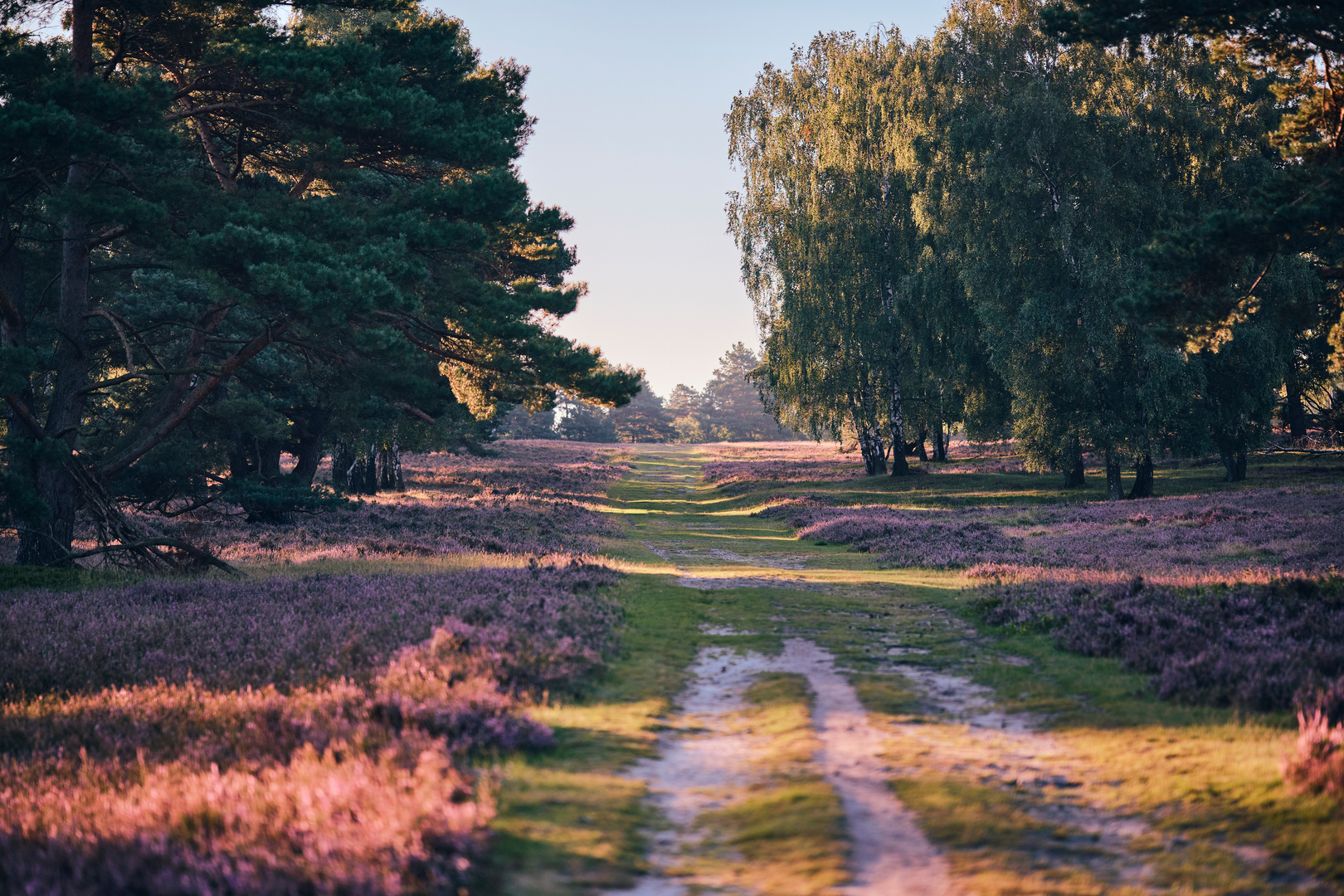 Fischbeker Heide bei Sonneufgang