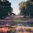 Fischbeker Heide bei Sonneufgang