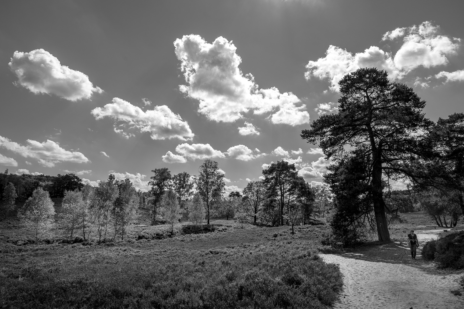 Fischbeker Heide - Birkenheide