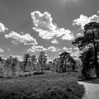 Fischbeker Heide - Birkenheide