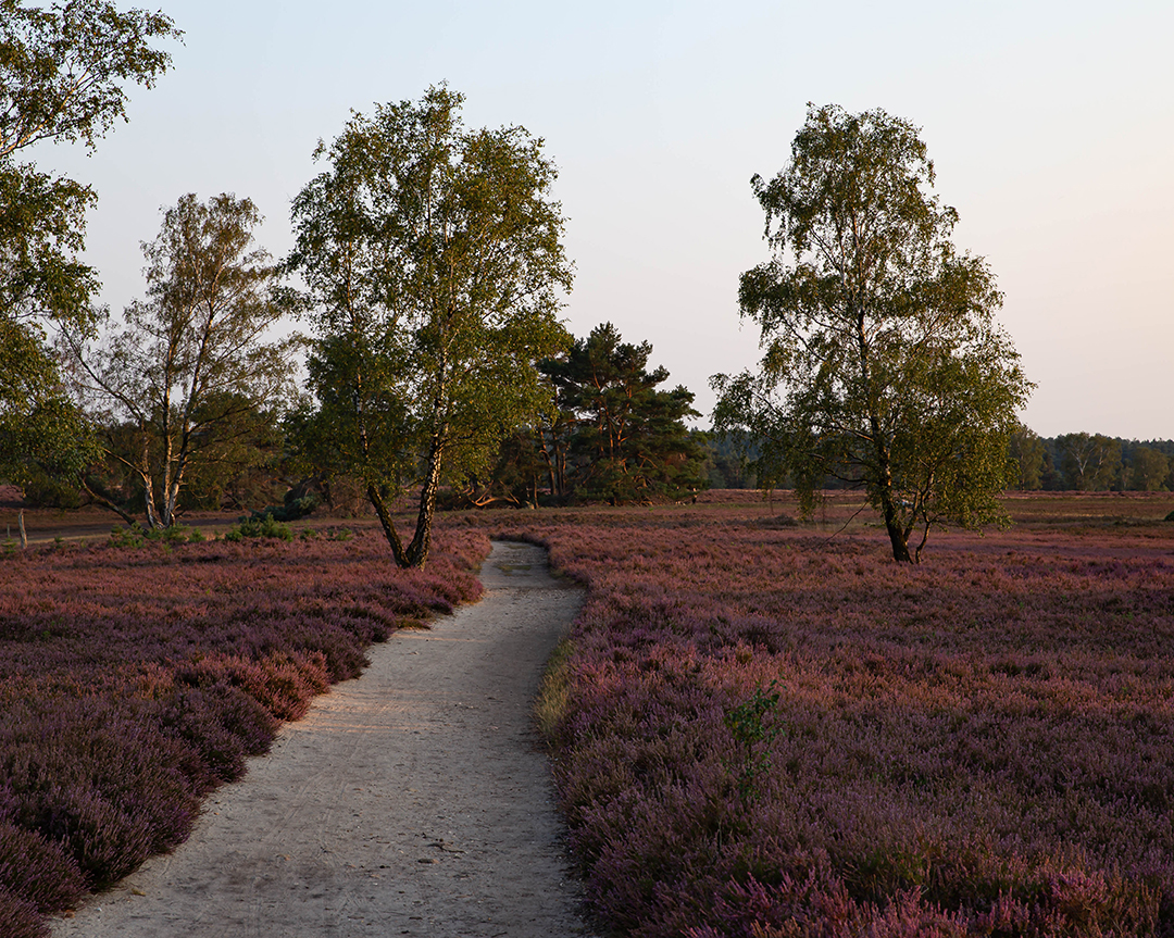 Fischbeker Heide