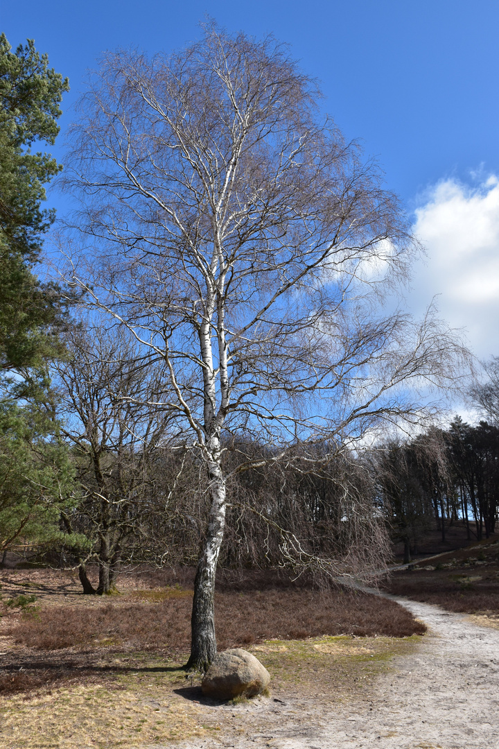 Fischbeker Heide Hamburg