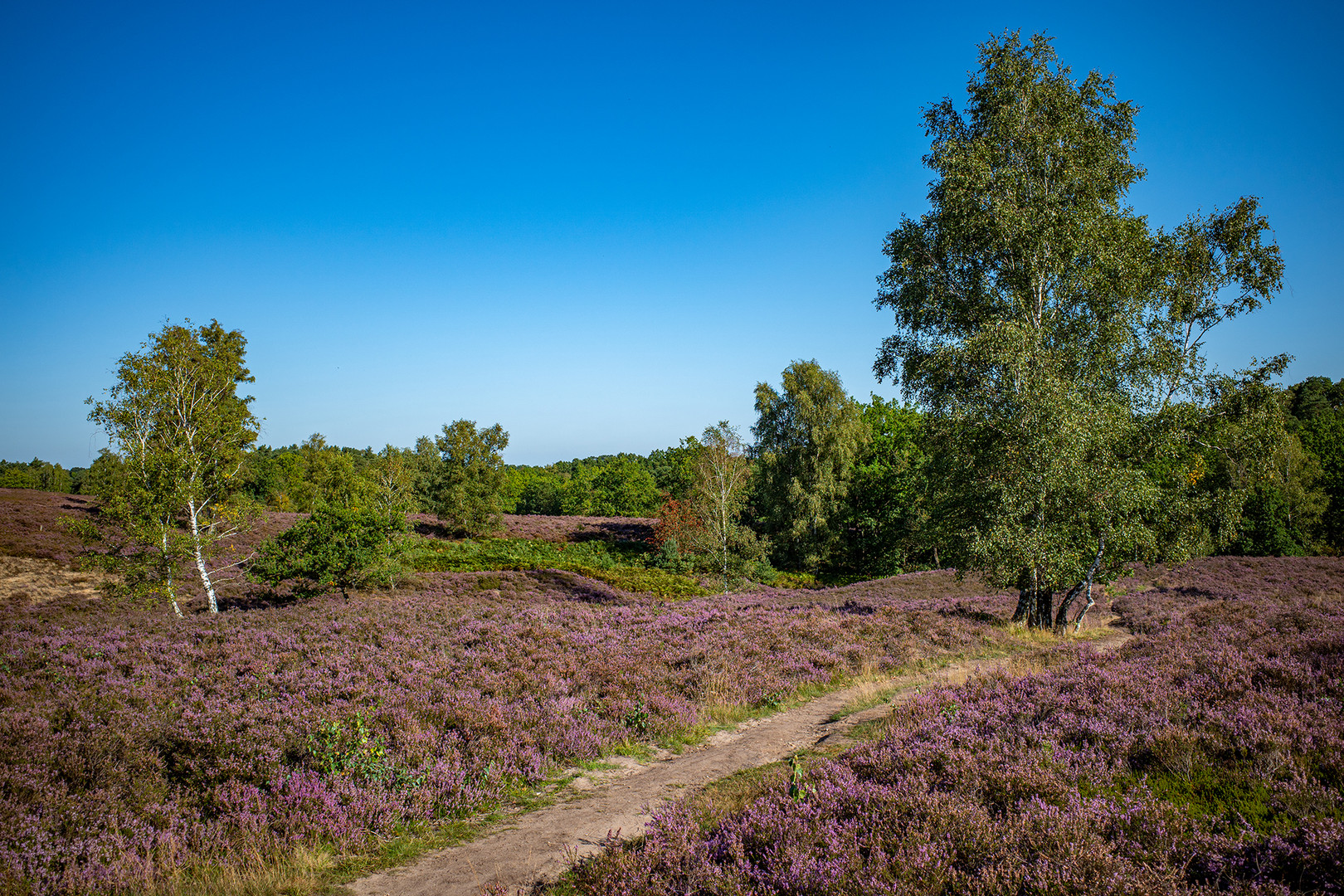 Fischbeker Heide I