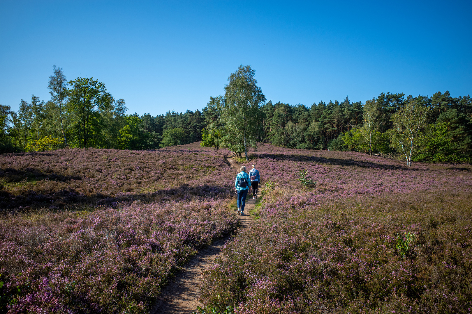 Fischbeker Heide III