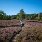 Fischbeker Heide III