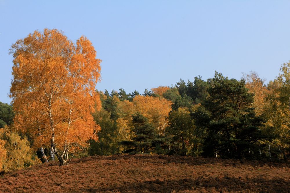 Fischbeker Heide im Herbst...