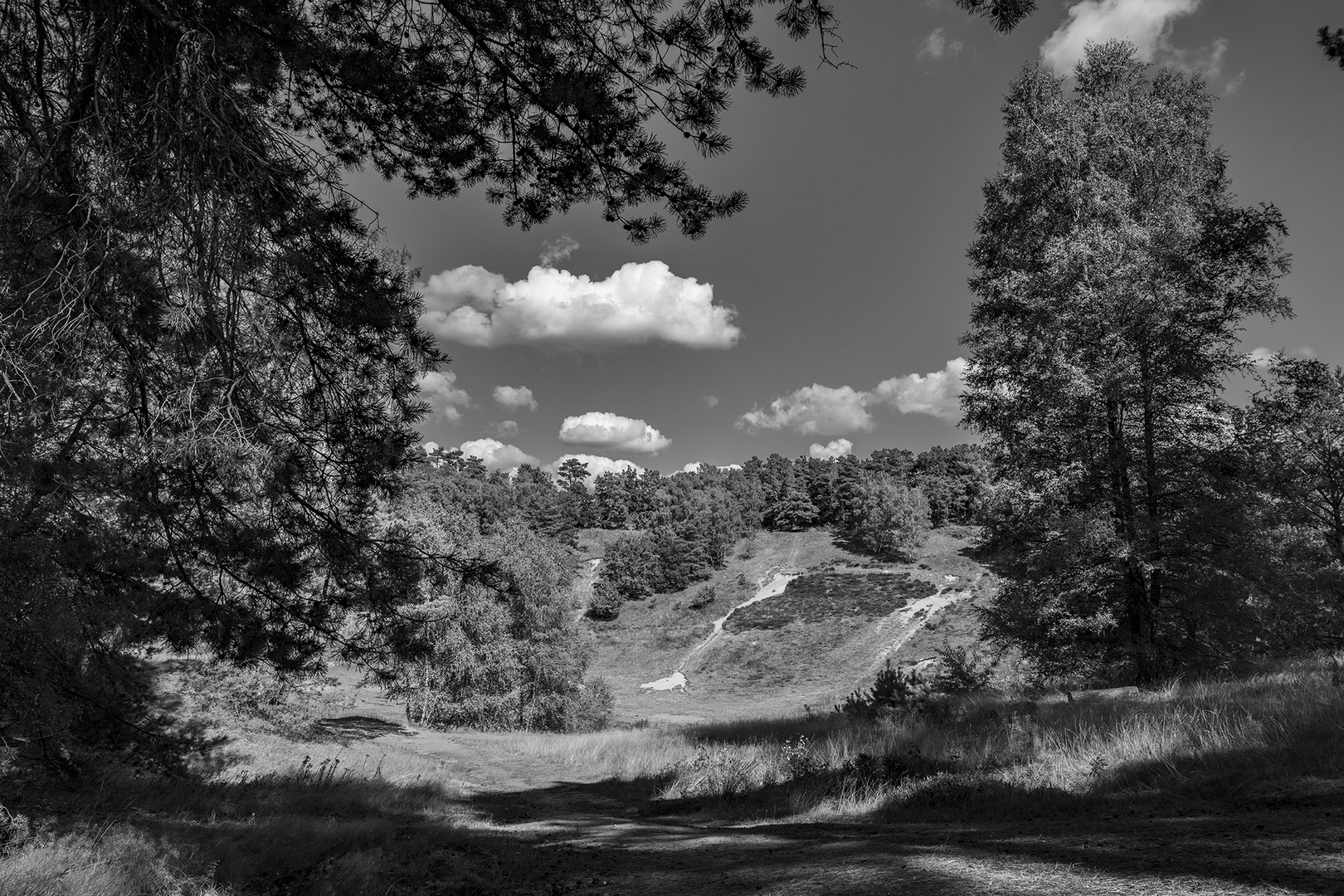 Fischbeker Heide - Sandkuhle