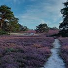 Fischbeker Heide und der Vogel