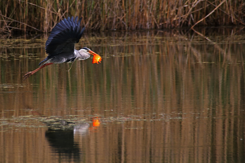 Fischbeute im Flug mit Spiegelung