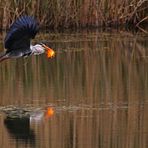 Fischbeute im Flug mit Spiegelung