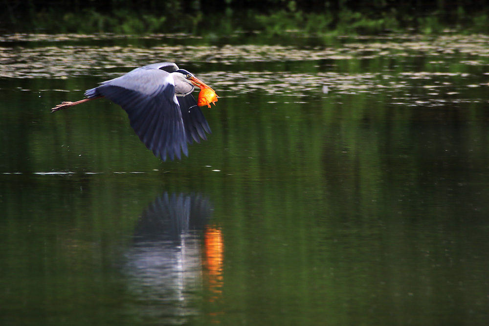 Fischbeute im Flug mit Spiegelung