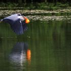 Fischbeute im Flug mit Spiegelung