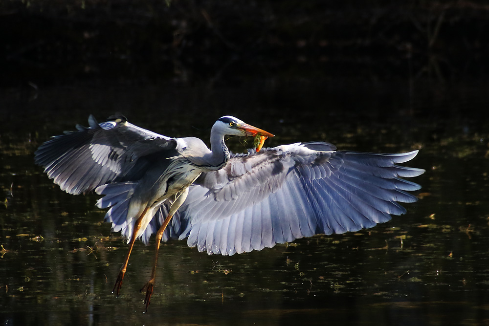 Fischbeute mit Beilage