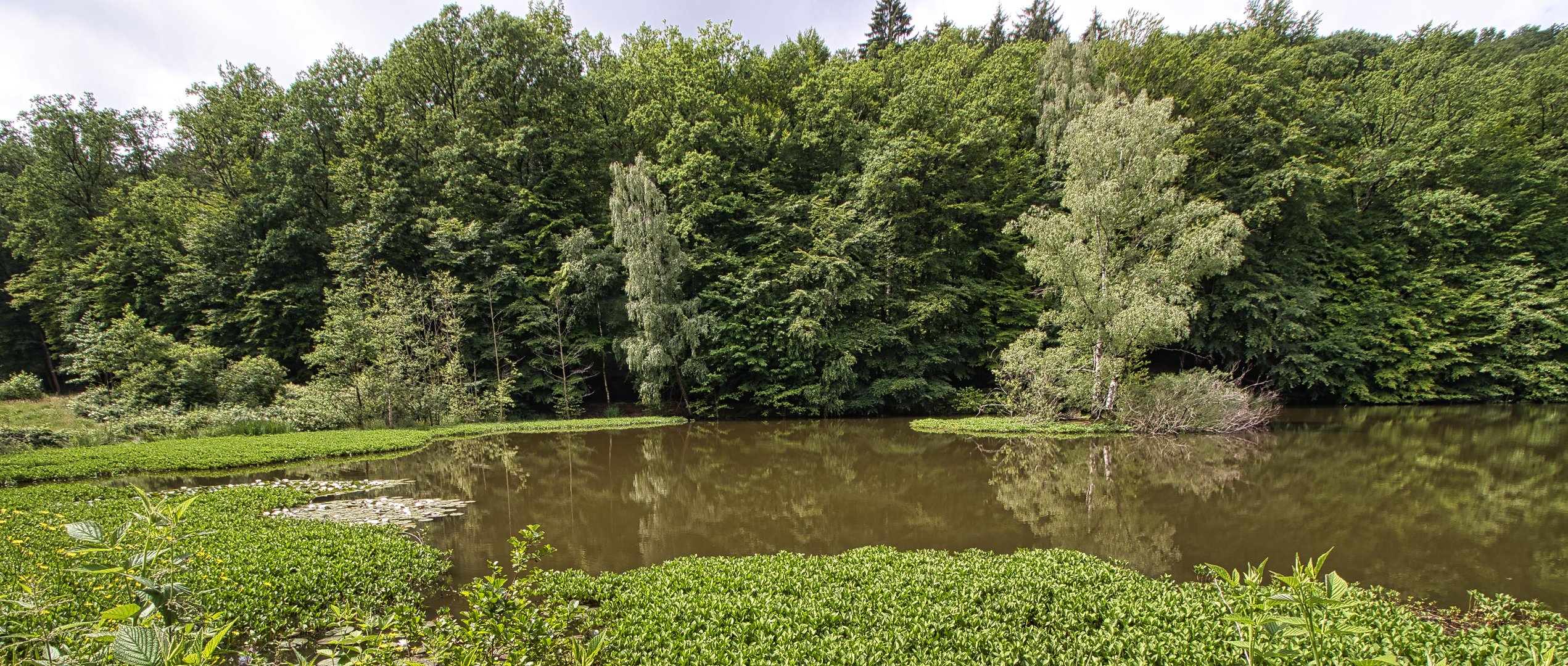 Fischbornteiche im Spessart