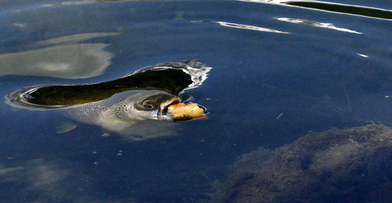 Fischbrötchen............