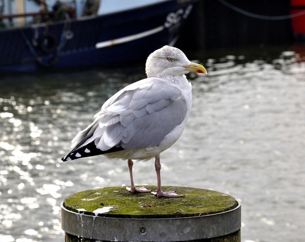 Fischbrötchenräuber