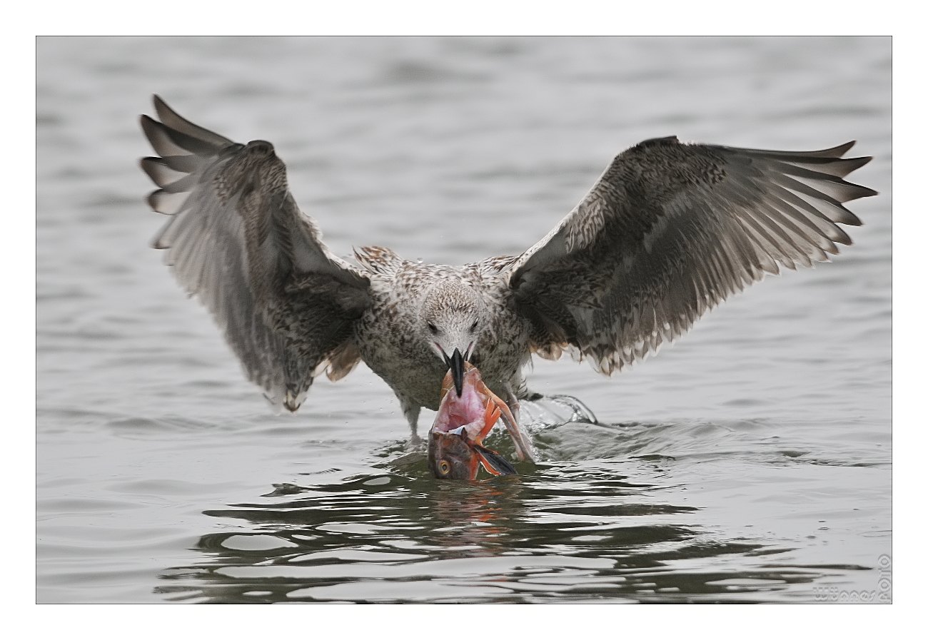 Fischburger im Flug