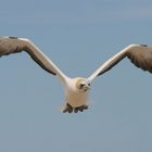 Fischbus Tö380 im Endanflug