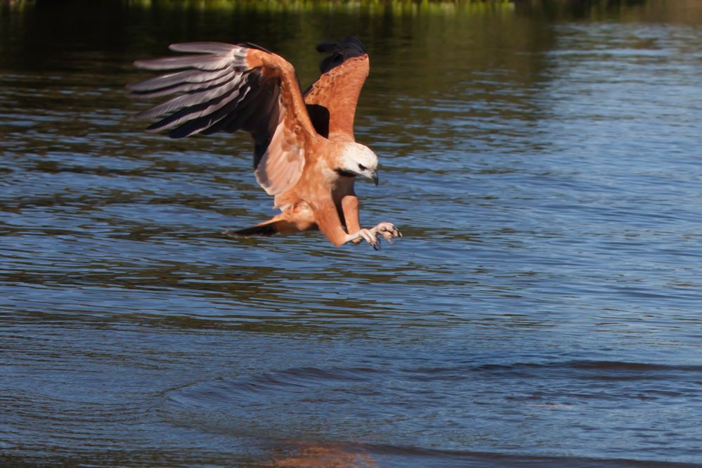 Fischbussard 1