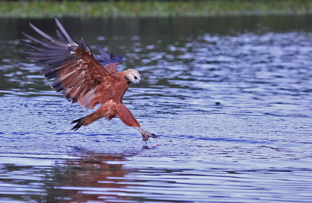 Fischbussard