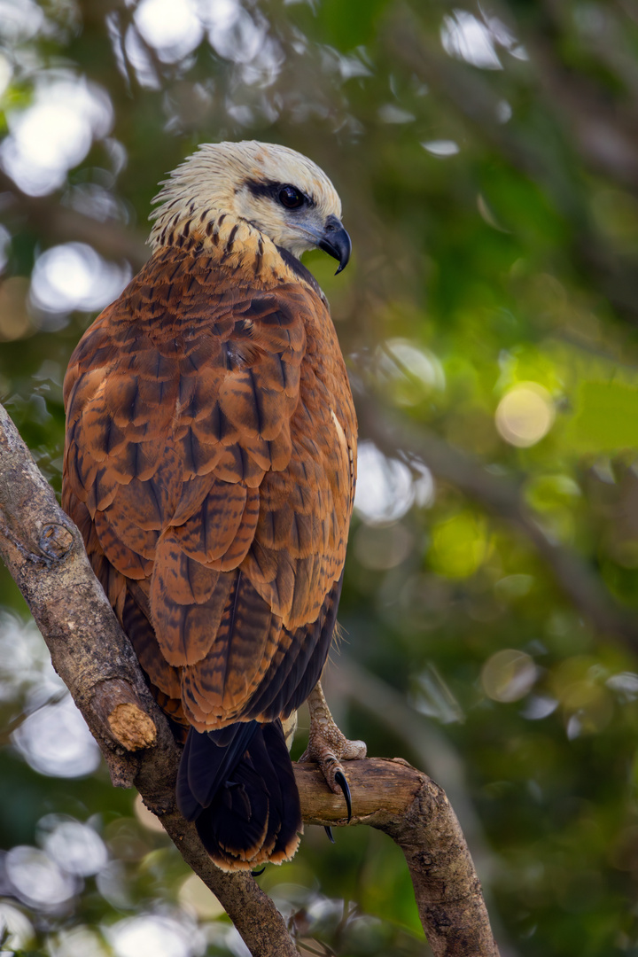 Fischbussard