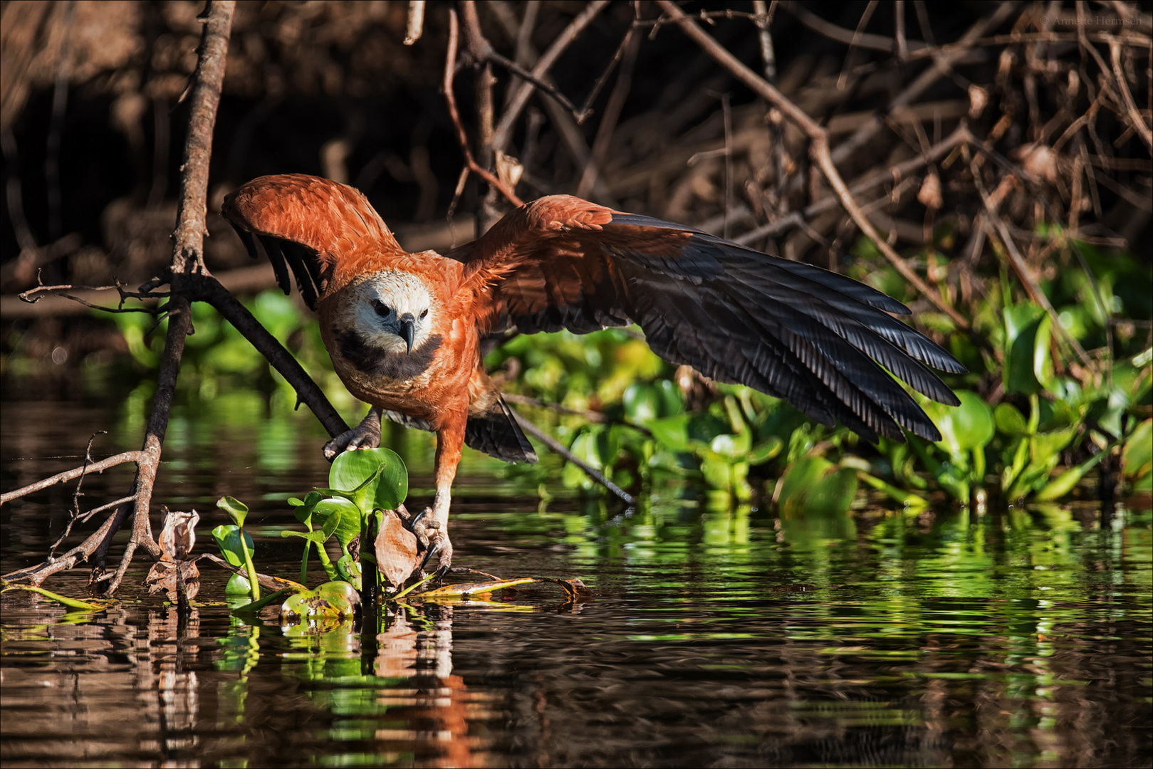 Fischbussard