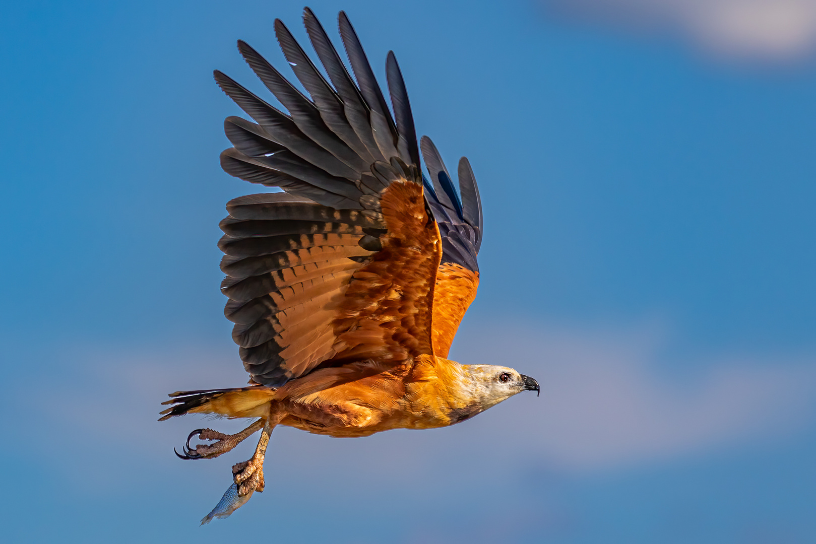 Fischbussard (Black Collared Hawk)