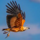 Fischbussard (Black Collared Hawk)