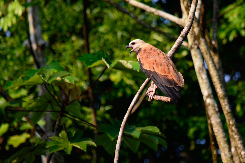 Fischbussard