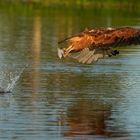 Fischbussard gelinkt