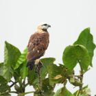 Fischbussard im Regen