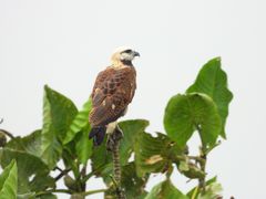 Fischbussard im Regen