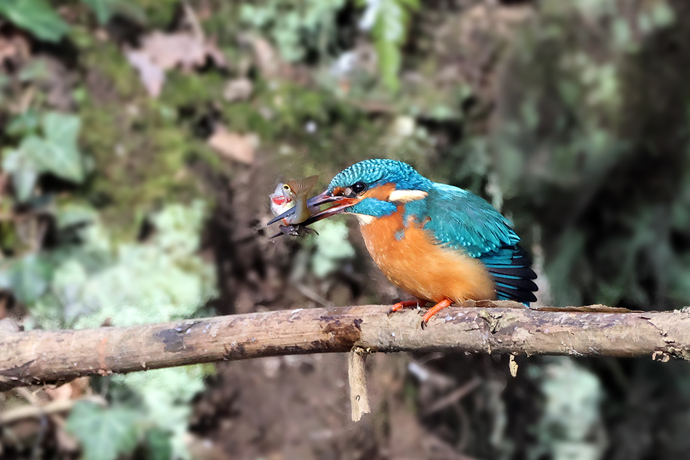 Fischchen mit Eisvogel