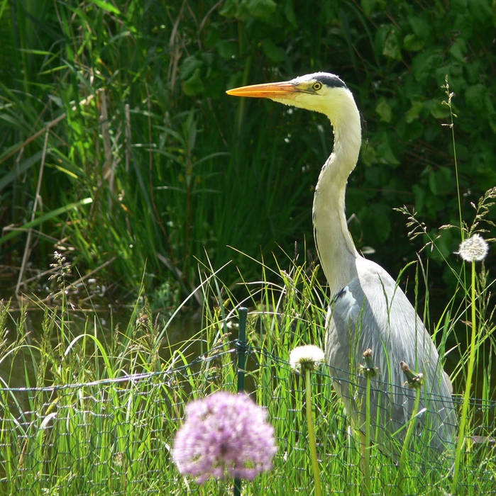 Fischdieb am Gartenteich Foto & Bild tiere, wildlife, wild lebende